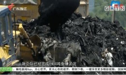 四会大沙镇爆料案件最新,案情揭秘，真相渐浮水面