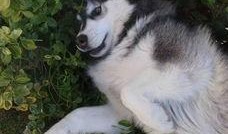 二哈爆料视频大全最新,萌宠日常，笑料横生