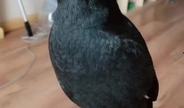 策划八哥爆料视频大全最新,揭秘视频大全背后的精彩故事