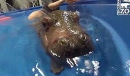 河马最新爆料视频,揭秘幕后真相，带你走进事件核心